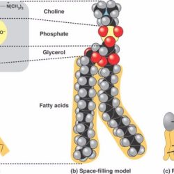 Which of the following statements concerning lecithin is not true