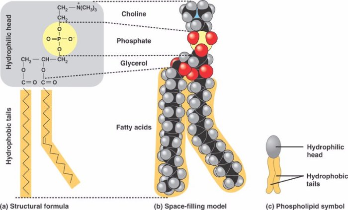 Which of the following statements concerning lecithin is not true