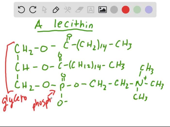 Phospholipid bilayer phospholipids fosfolipid lipid struktur lipids lecithin phosphate ibiologia jenis penggolongan fatty