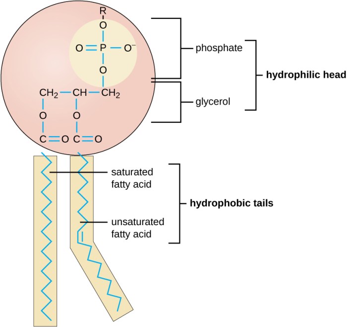 Which of the following statements concerning lecithin is not true