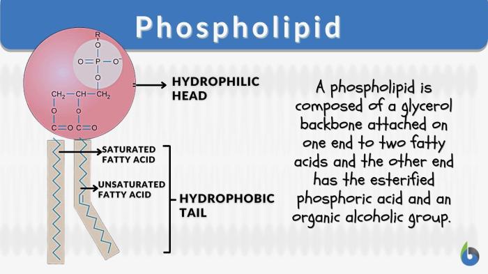 Lipids phospholipid fatty phospholipids phosphate acids molecule bilayer hydrophobic glycerol hydrophilic tails molecules attached libretexts steroids charge nitrogen